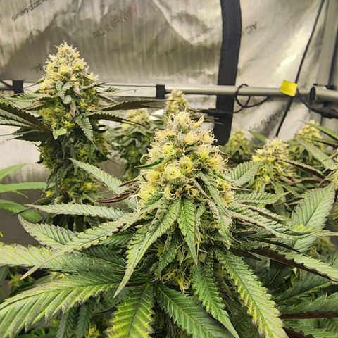Udder Madness growlog timeline photo
