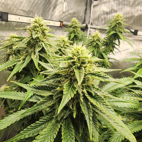 Orange Julius growlog timeline photo