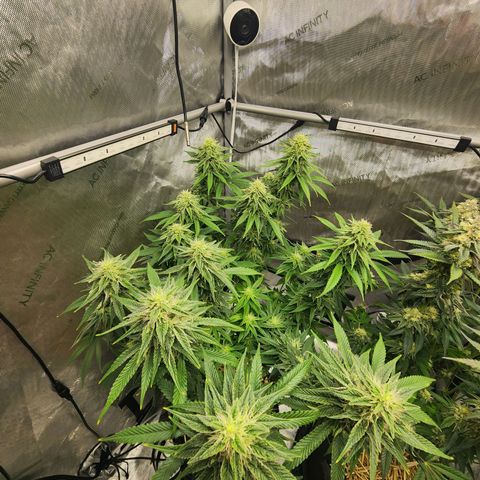Orange Julius growlog timeline photo
