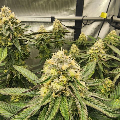 Udder Madness growlog timeline photo