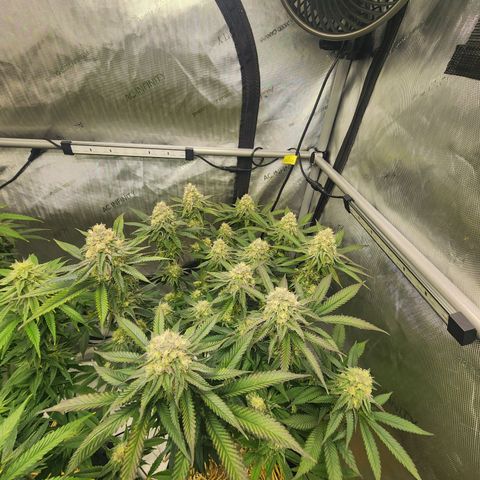 Udder Madness growlog timeline photo