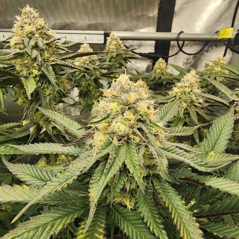 Udder Madness growlog timeline photo