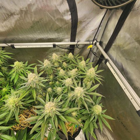 Udder Madness growlog timeline photo