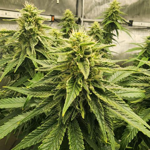 Orange Julius growlog timeline photo