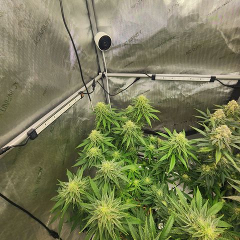 Orange Julius growlog timeline photo