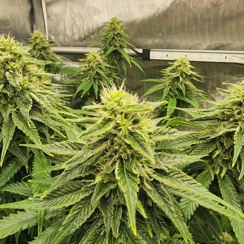 Orange Julius growlog timeline photo