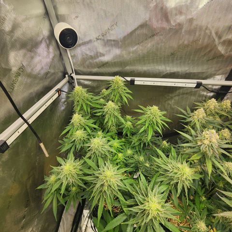 Orange Julius growlog timeline photo