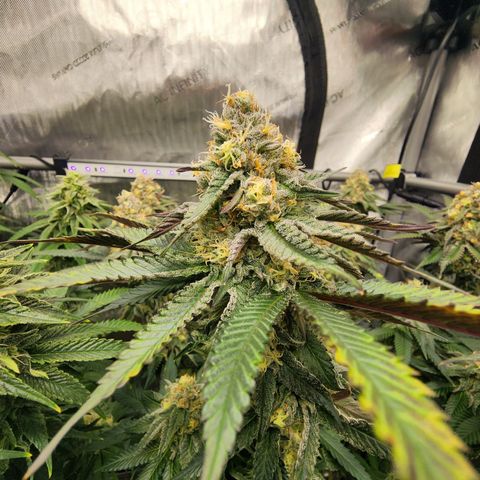 Udder Madness growlog timeline photo