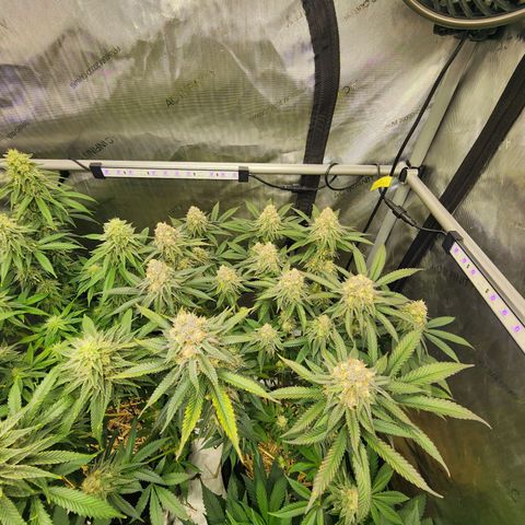 Udder Madness growlog timeline photo