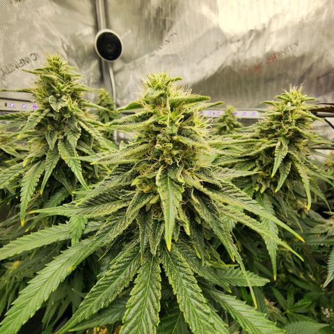 Orange Julius growlog timeline photo