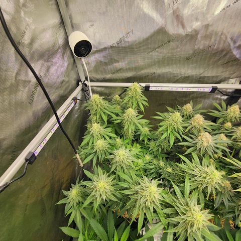 Orange Julius growlog timeline photo