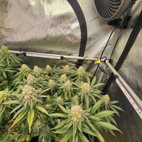Udder Madness growlog timeline photo