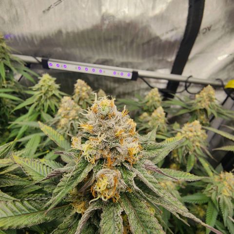 Udder Madness growlog timeline photo