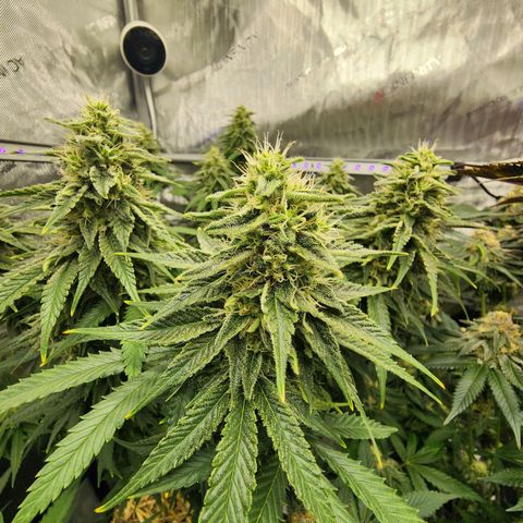 Orange Julius growlog timeline photo