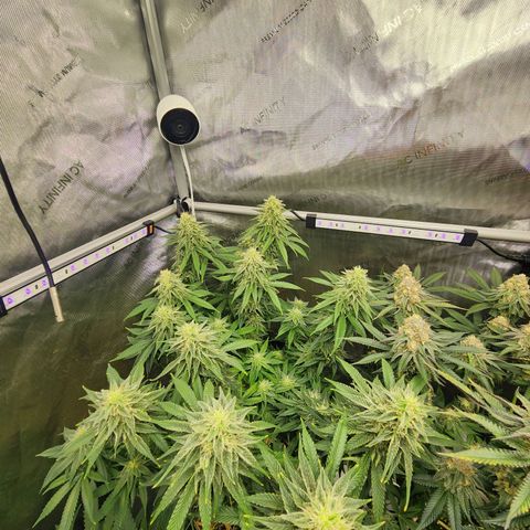 Orange Julius growlog timeline photo