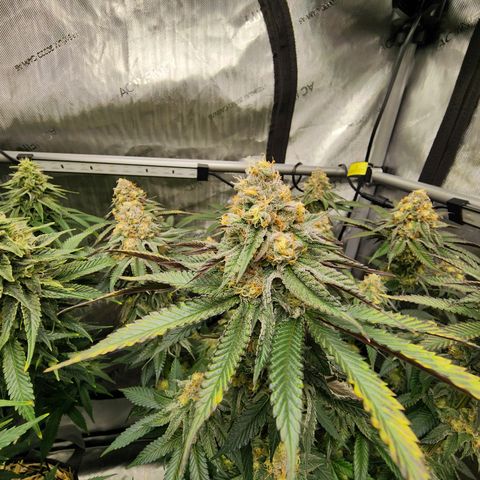 Udder Madness growlog timeline photo