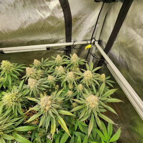 Udder Madness growlog timeline photo