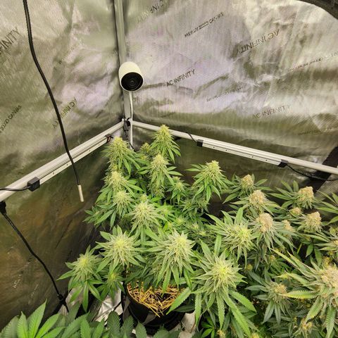 Orange Julius growlog timeline photo