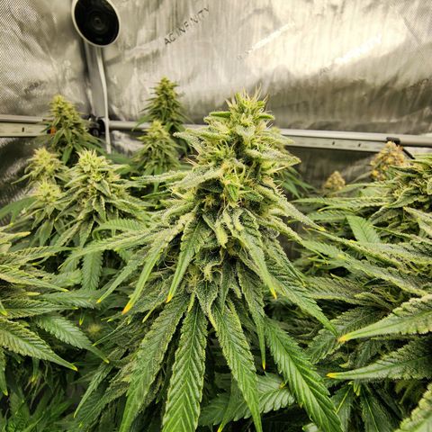 Orange Julius growlog timeline photo