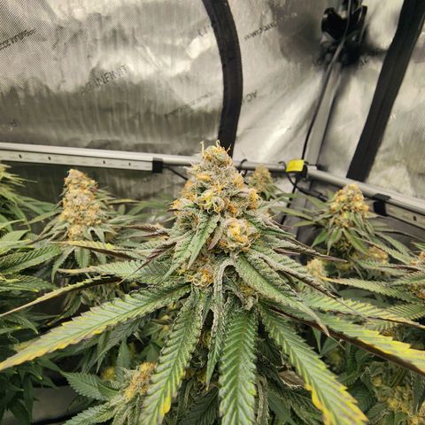 Udder Madness growlog timeline photo
