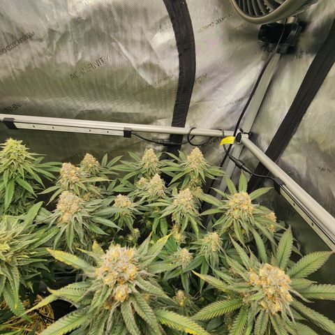 Udder Madness growlog timeline photo