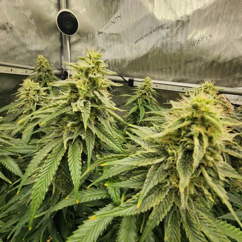 Orange Julius growlog timeline photo