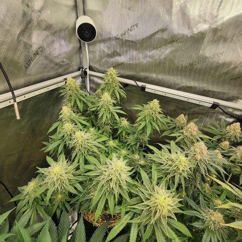 Orange Julius growlog timeline photo