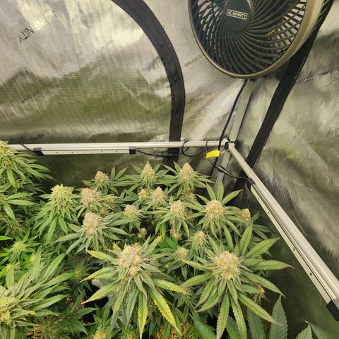 Udder Madness growlog timeline photo
