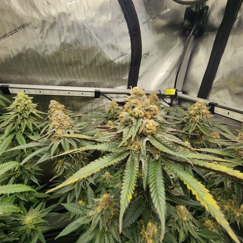Udder Madness growlog timeline photo