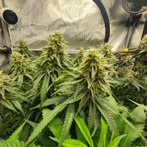 Orange Julius growlog timeline photo