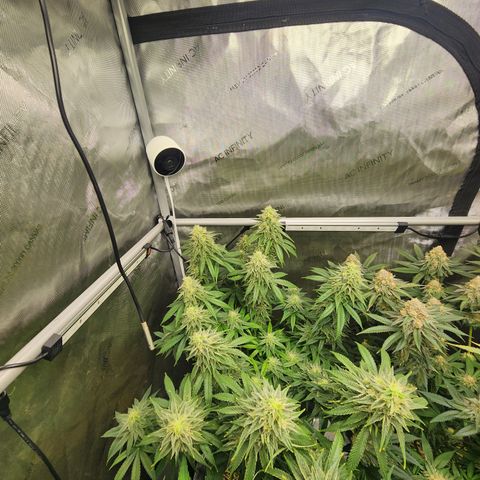 Orange Julius growlog timeline photo