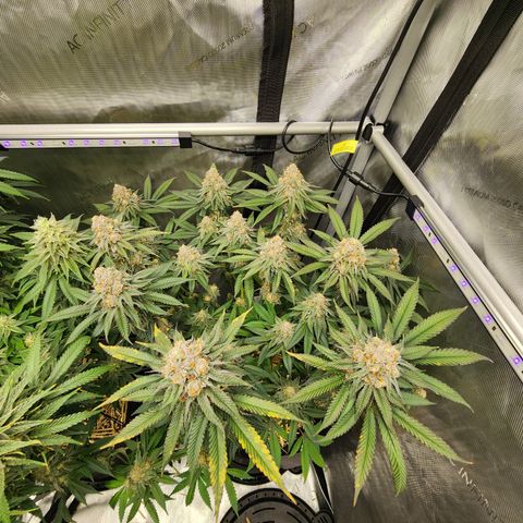 Udder Madness growlog timeline photo