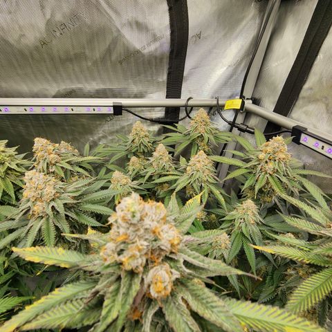 Udder Madness growlog timeline photo