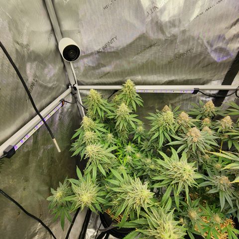 Orange Julius growlog timeline photo