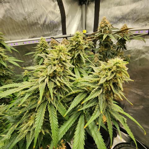 Orange Julius growlog timeline photo