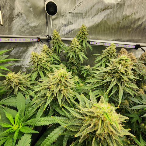 Orange Julius growlog timeline photo