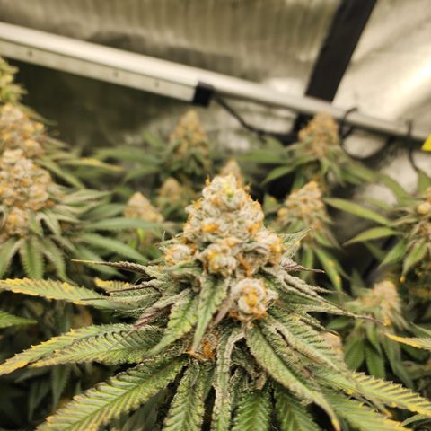 Udder Madness growlog timeline photo