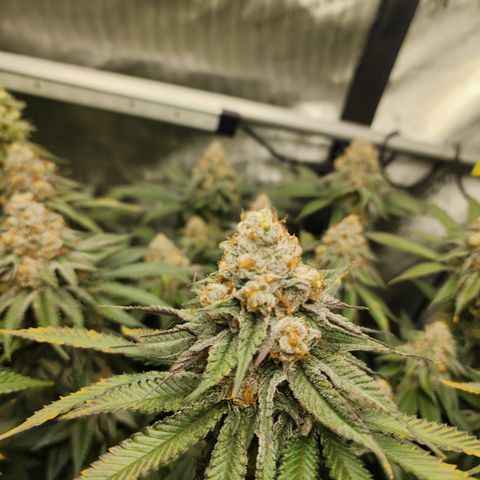 Udder Madness growlog timeline photo