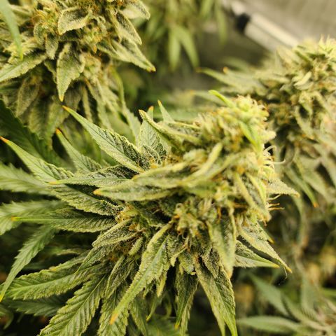 Orange Julius growlog timeline photo