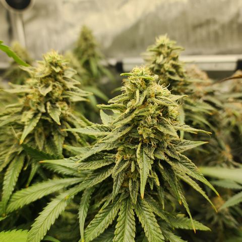 Orange Julius growlog timeline photo