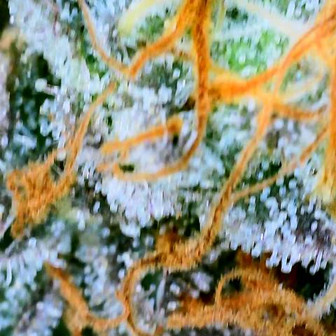 Udder Madness growlog timeline photo