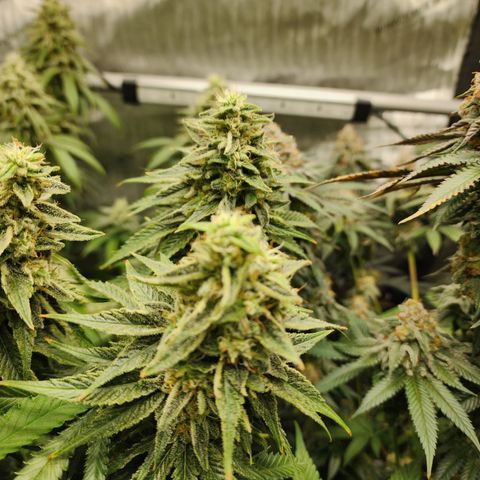 Orange Julius growlog timeline photo