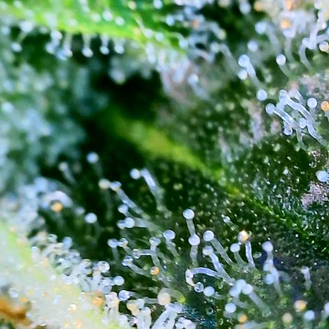 Orange Julius growlog timeline photo