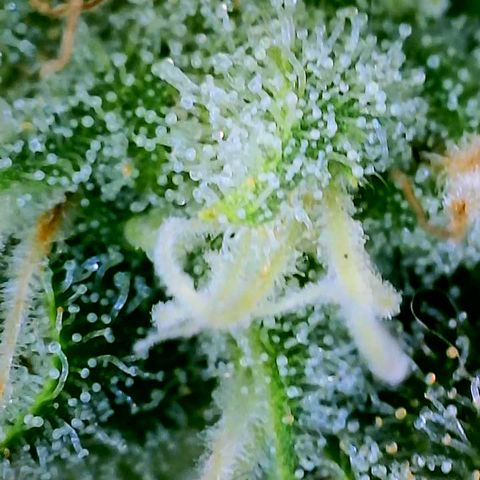 Orange Julius growlog timeline photo