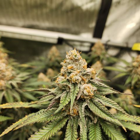Udder Madness growlog timeline photo