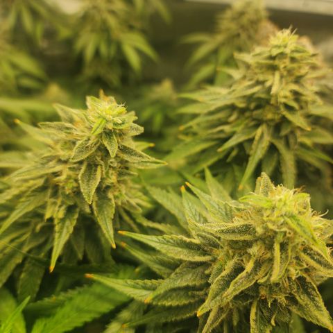 Orange Julius growlog timeline photo
