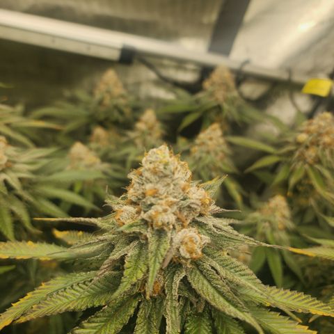 Udder Madness growlog timeline photo