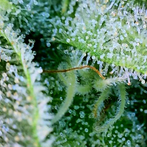 Orange Julius growlog timeline photo