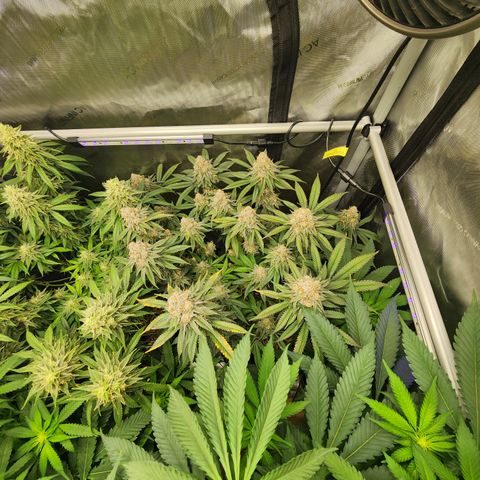Udder Madness growlog timeline photo
