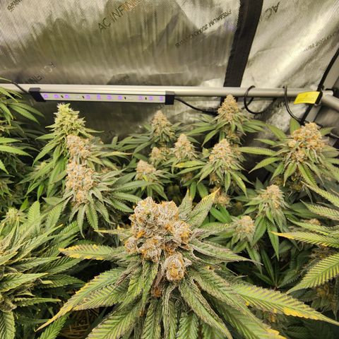 Udder Madness growlog timeline photo